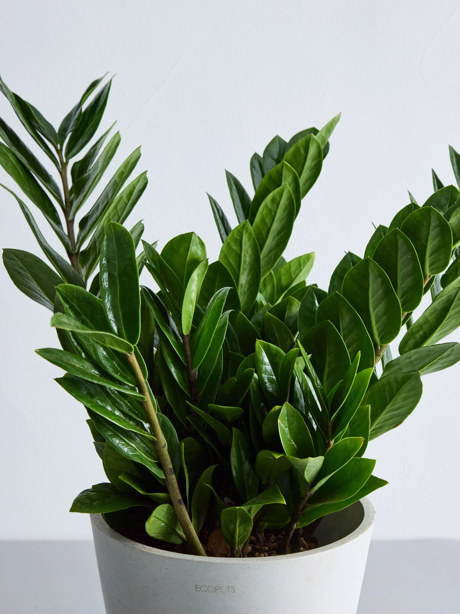 ザミオクルカス | 初心者でも育てやすい耐乾性観葉植物 – CAGUUU