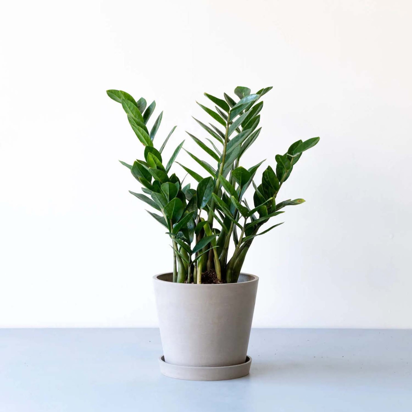 ザミオクルカス