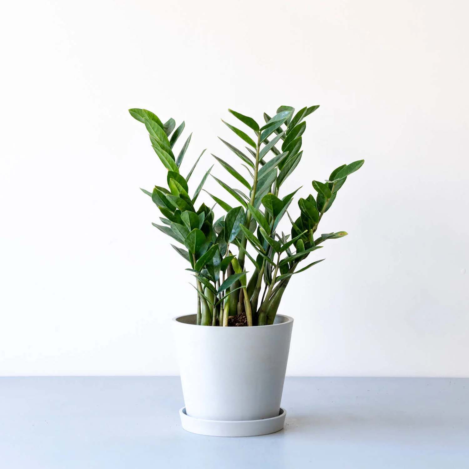ザミオクルカス | 初心者でも育てやすい耐乾性観葉植物 – CAGUUU