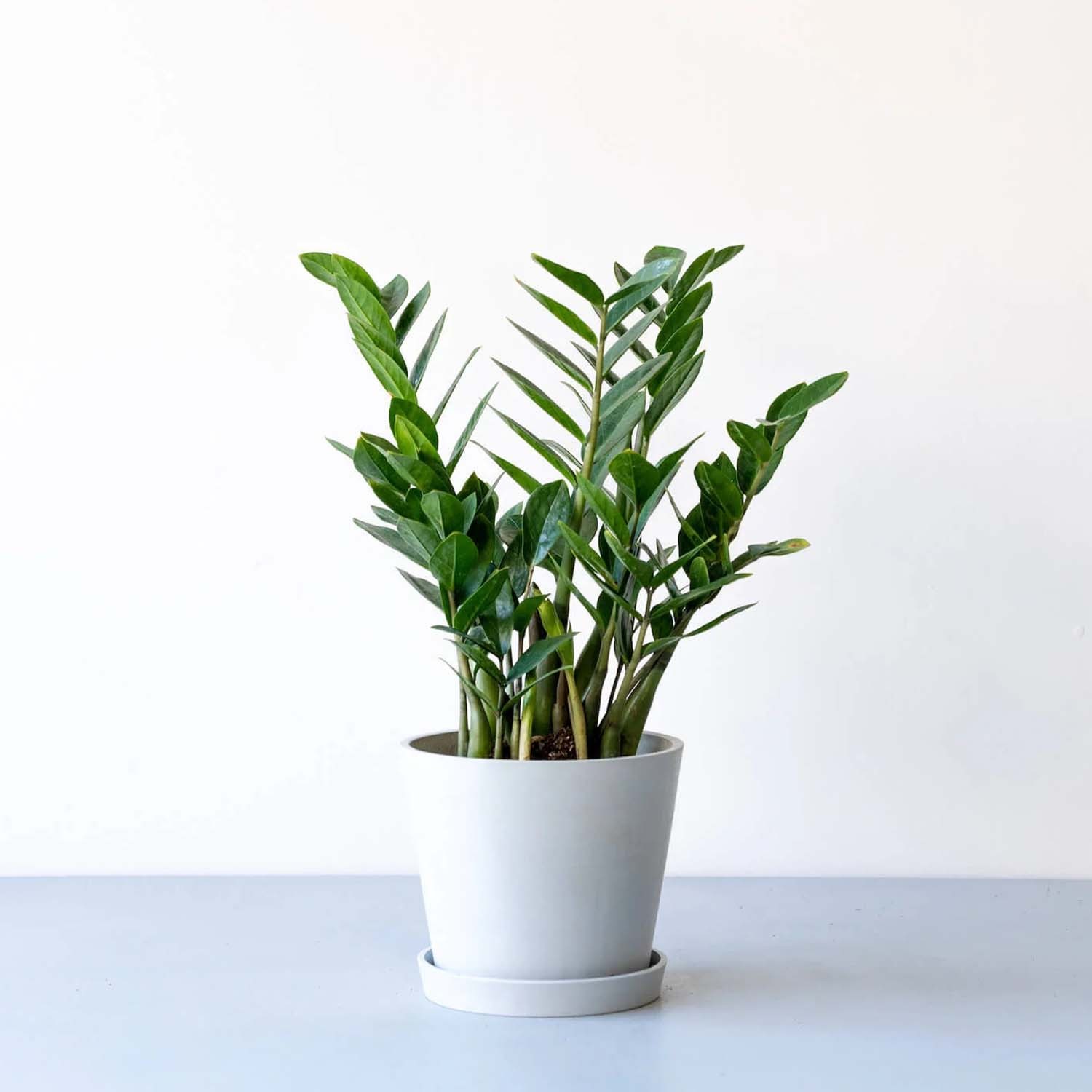 ザミオクルカス