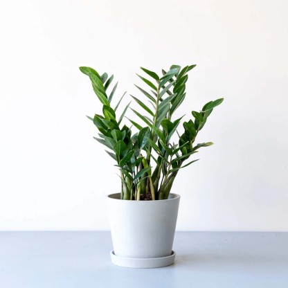 ザミオクルカス