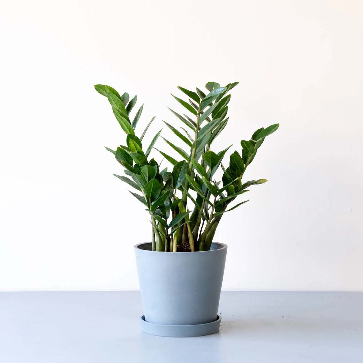 ザミオクルカス | 初心者でも育てやすい耐乾性観葉植物 – CAGUUU