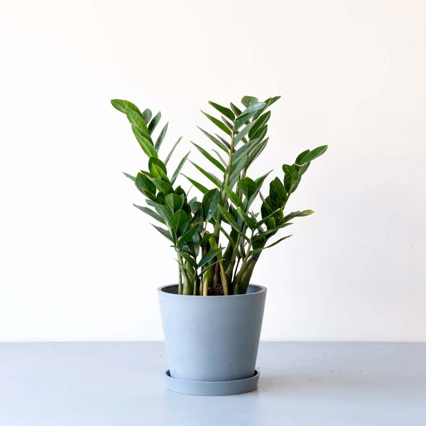 ザミオクルカス