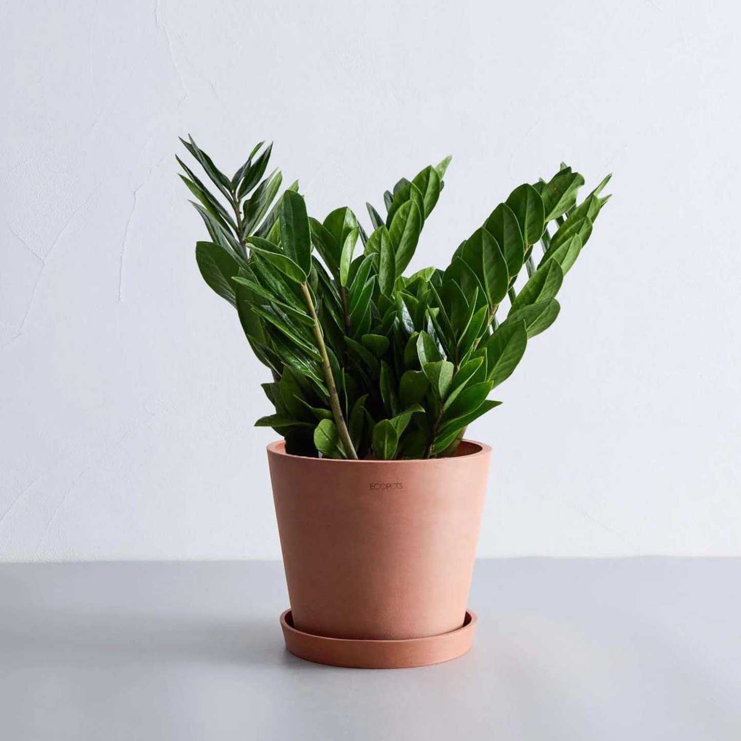 ザミオクルカス