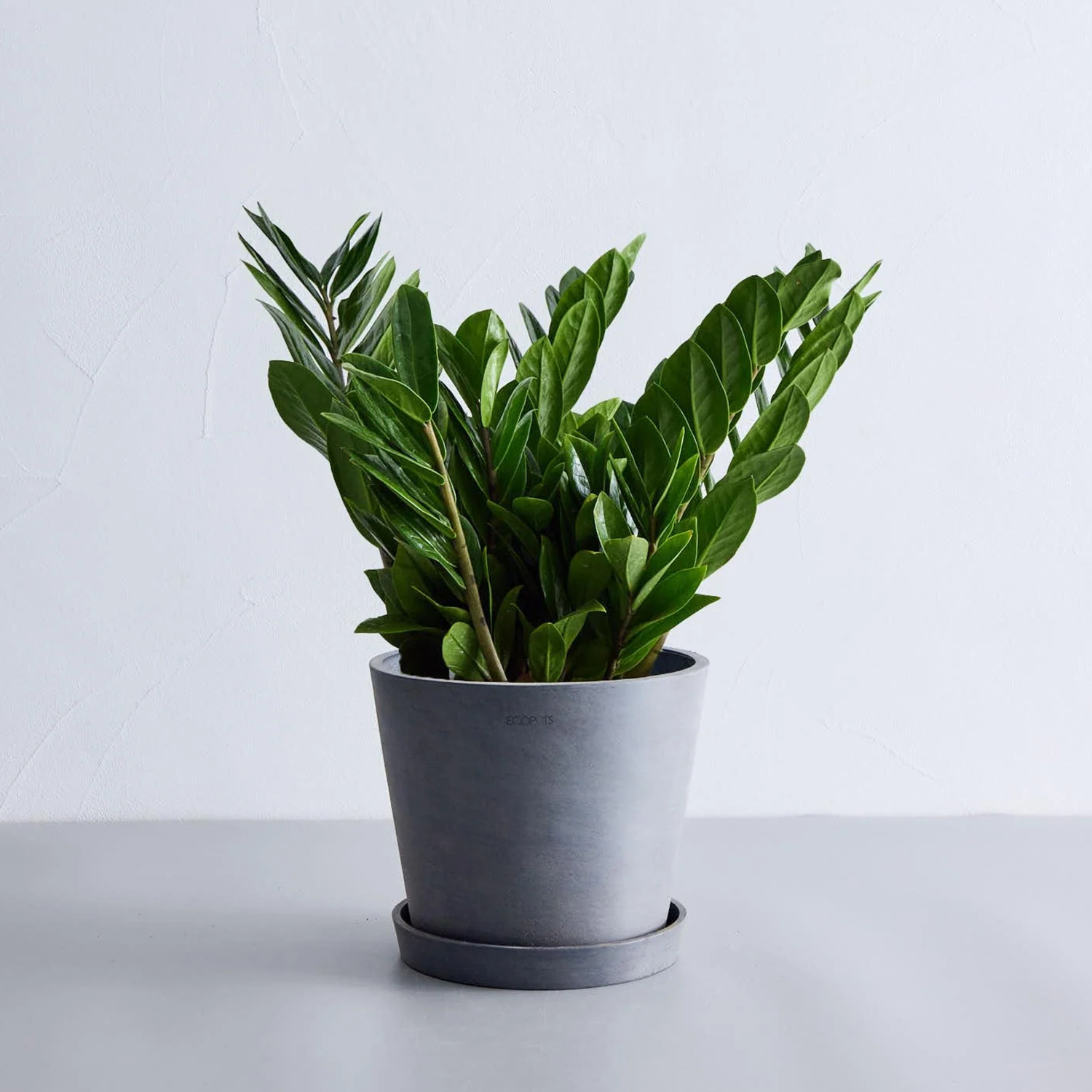ザミオクルカス | 初心者でも育てやすい耐乾性観葉植物 – CAGUUU