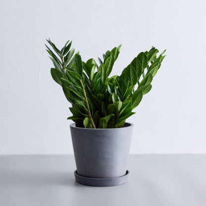 ザミオクルカス