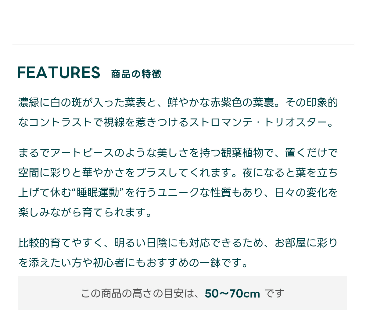 FEATURES商品の特徴 濃緑に白の斑が入った葉表と、鮮やかな赤紫色の葉裏。その印象的なコントラストで視線を惹きつけるストロマンテ・トリオスター。  まるでアートピースのような美しさを持つ観葉植物で、置くだけで空間に彩りと華やかさをプラスしてくれます。夜になると葉を立ち上げて休む“睡眠運動”を行うユニークな性質もあり、日々の変化を楽しみながら育てられます。  比較的育てやすく、明るい日陰にも対応できるため、お部屋に彩りを添えたい方や初心者にもおすすめの一鉢です。  この商品の高さの目安は、 50〜70cm です
