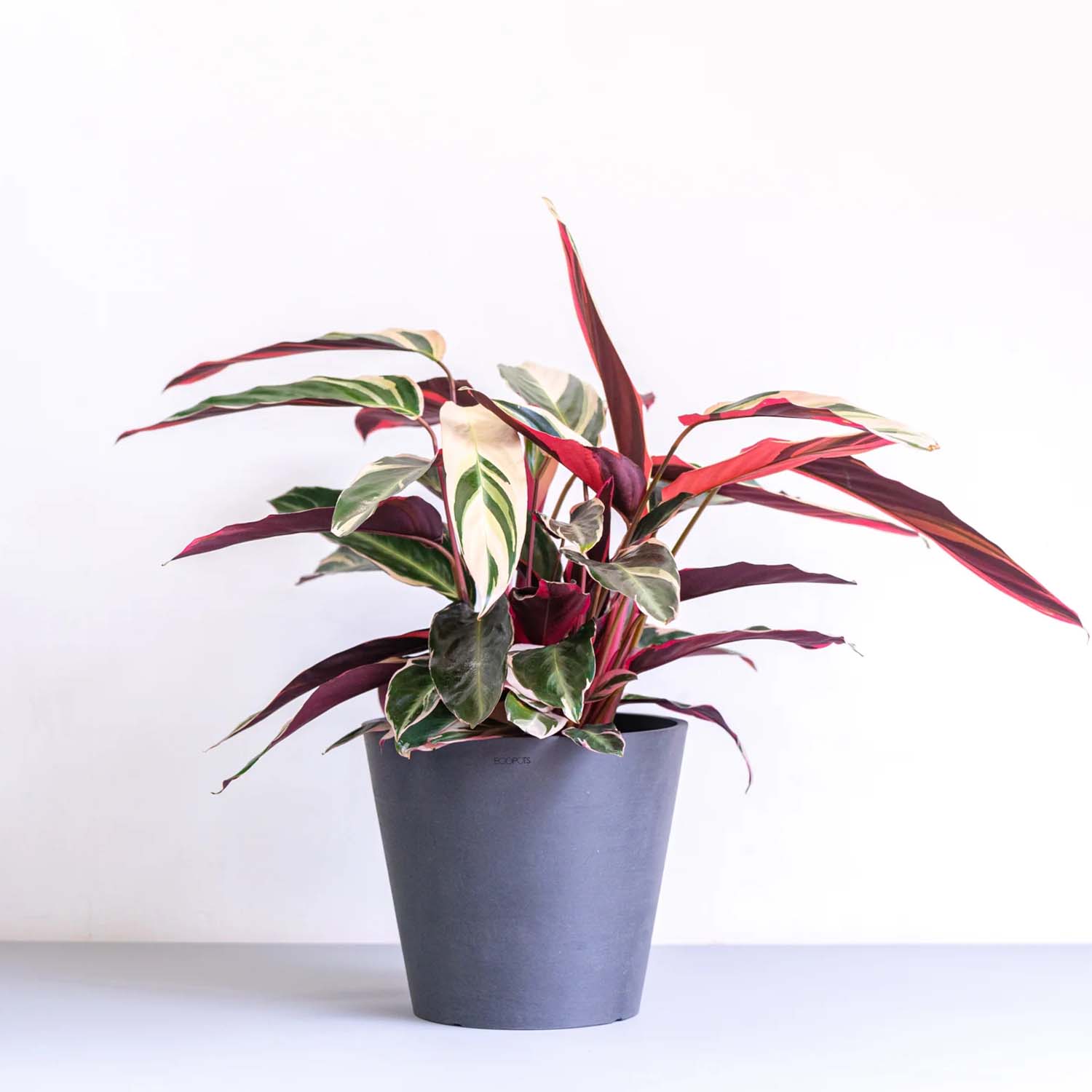 ストロマンテ・トリオスター