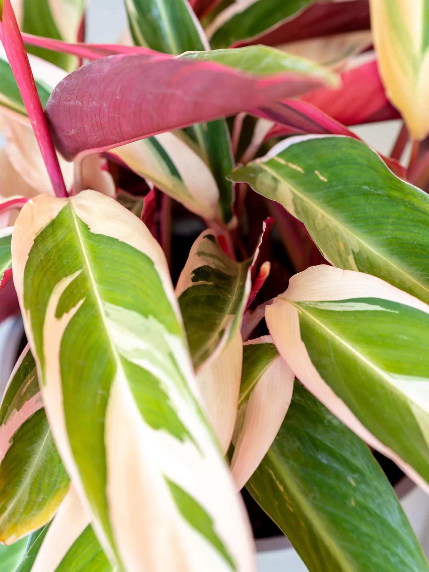 ストロマンテ・トリオスター