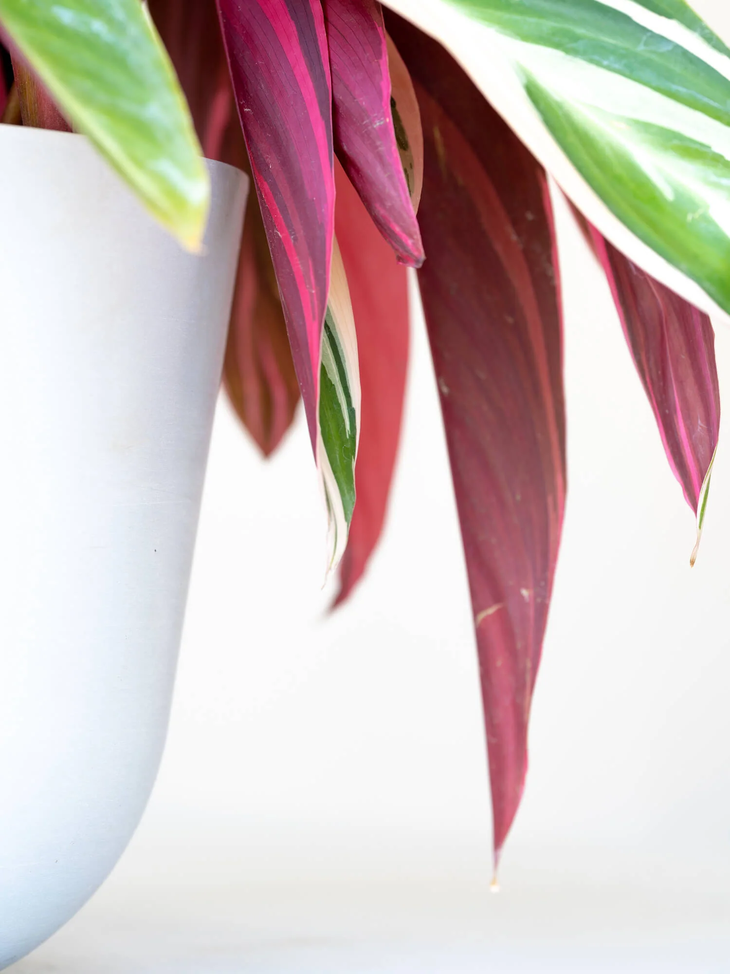 ストロマンテ・トリオスター