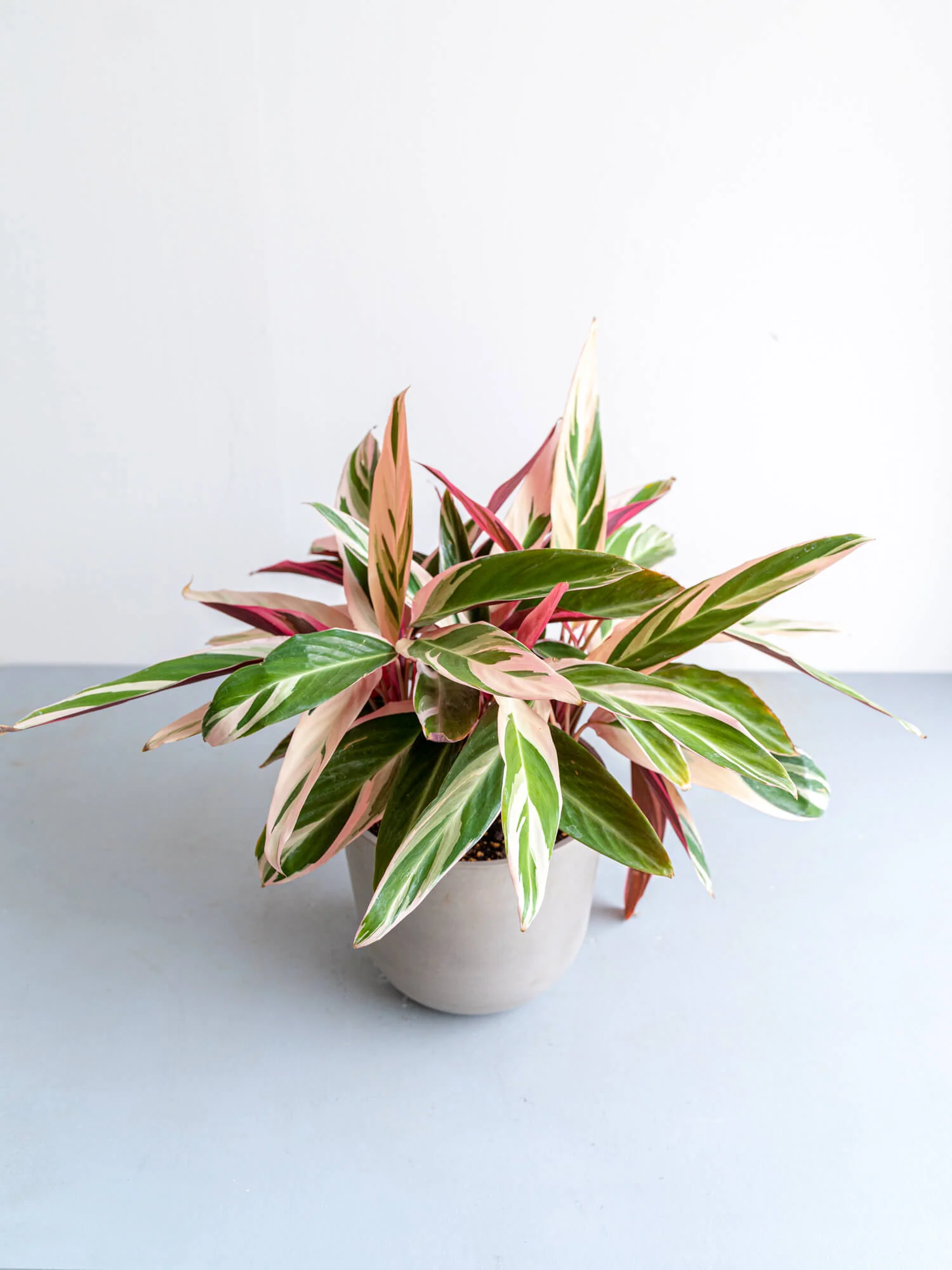 ストロマンテ・トリオスター