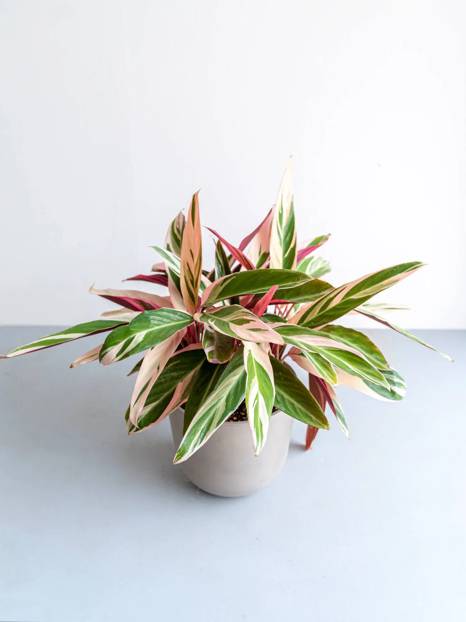 ストロマンテ・トリオスター