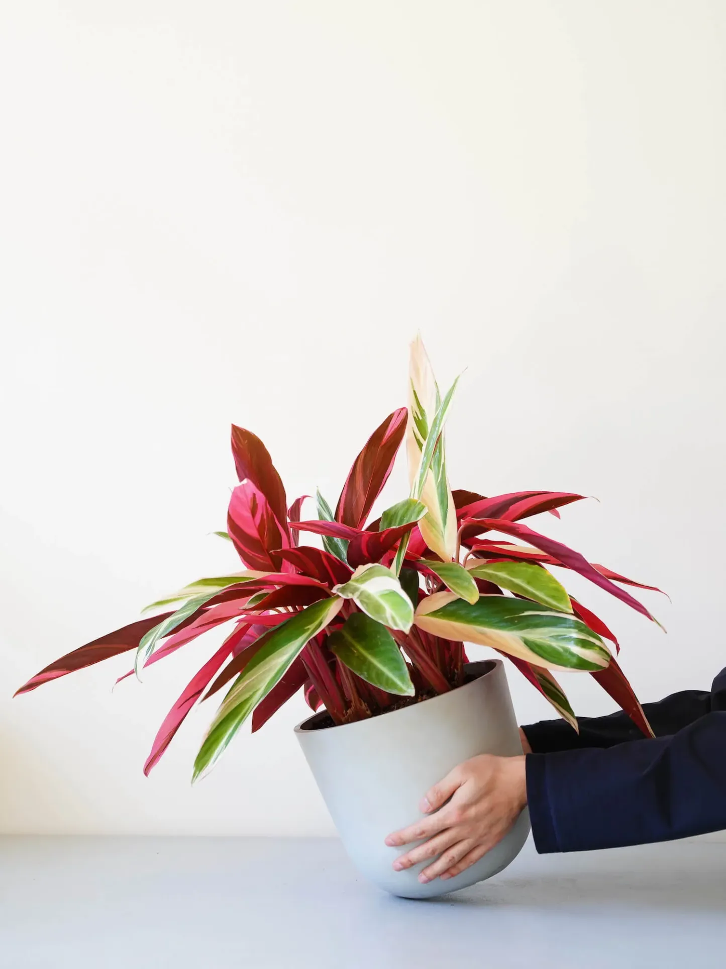 ストロマンテ・トリオスター