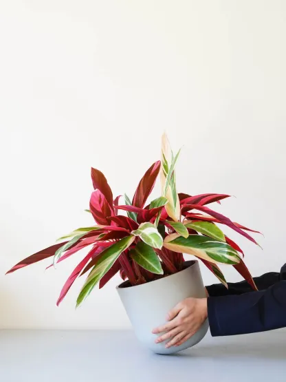 ストロマンテ・トリオスター