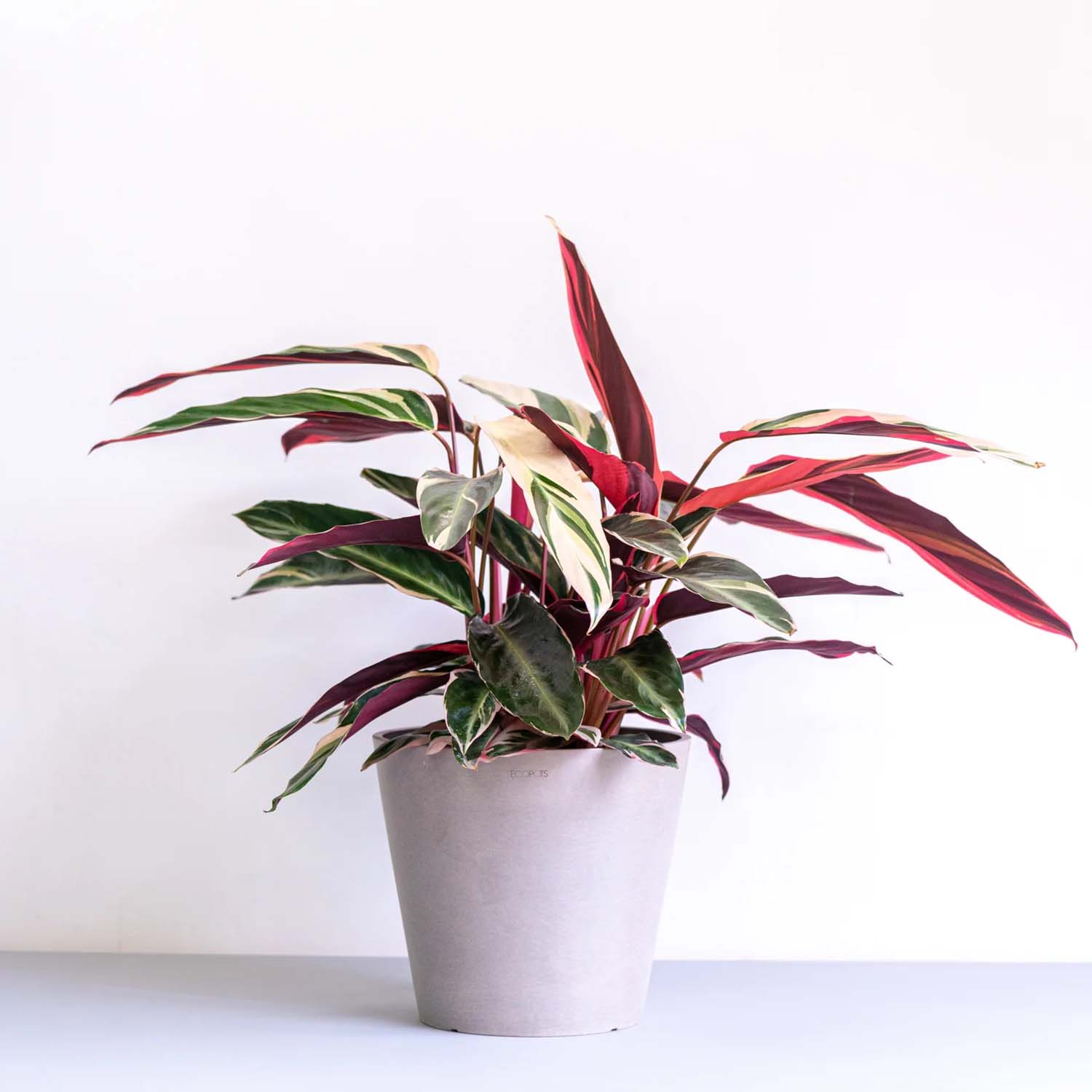 ストロマンテ・トリオスター