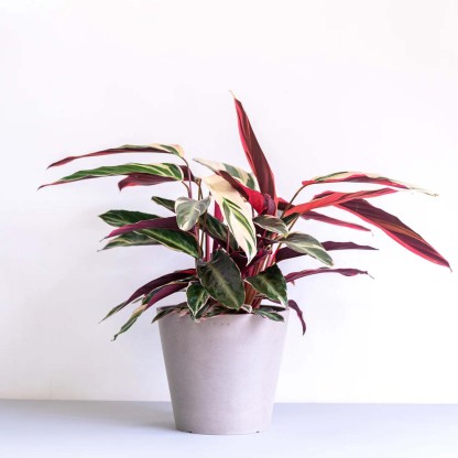 ストロマンテ・トリオスター