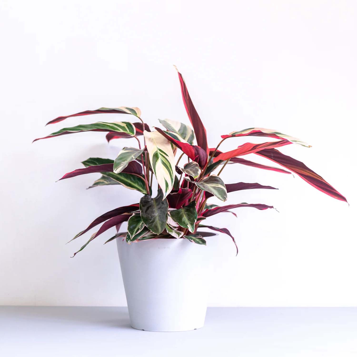 ストロマンテ・トリオスター