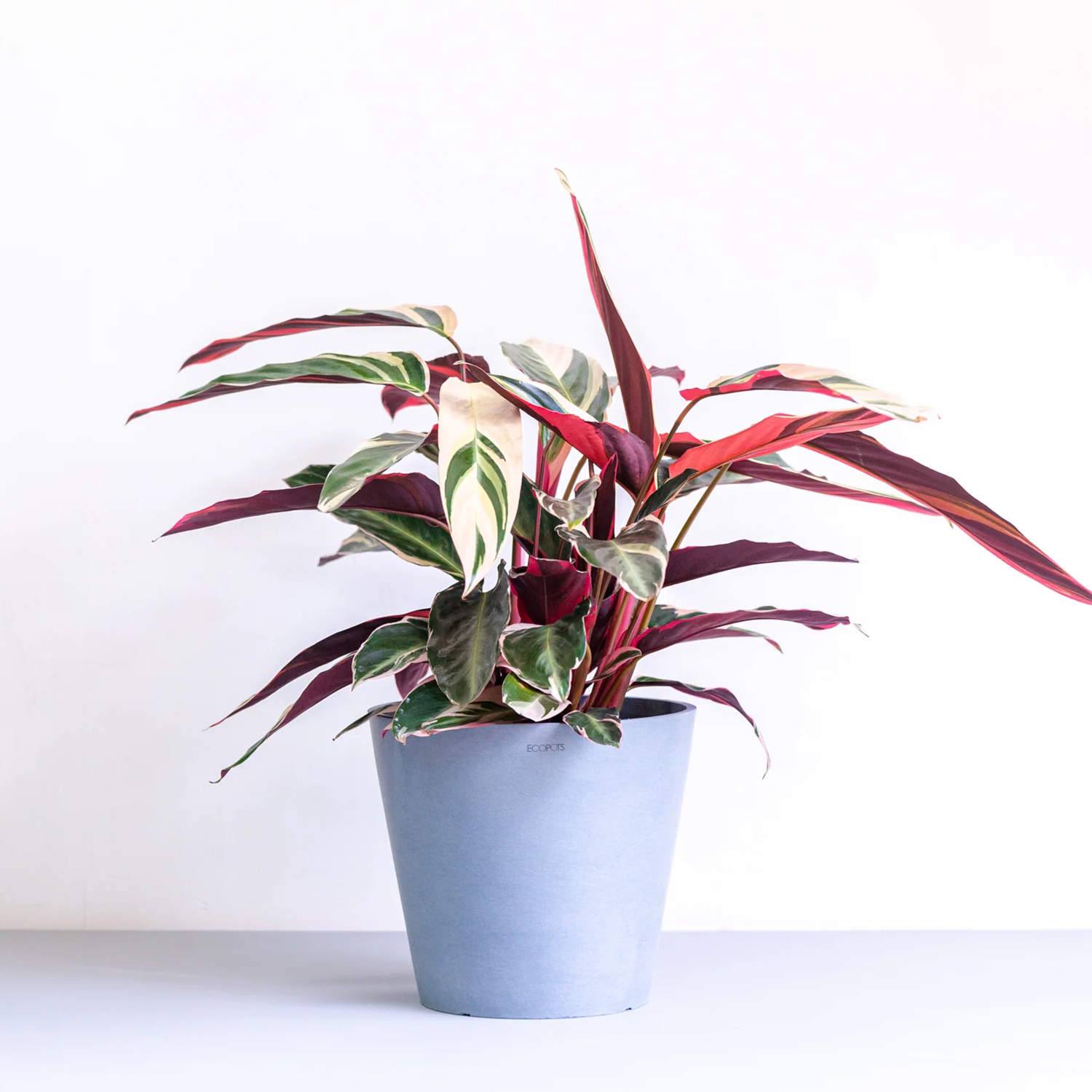 ストロマンテ・トリオスター