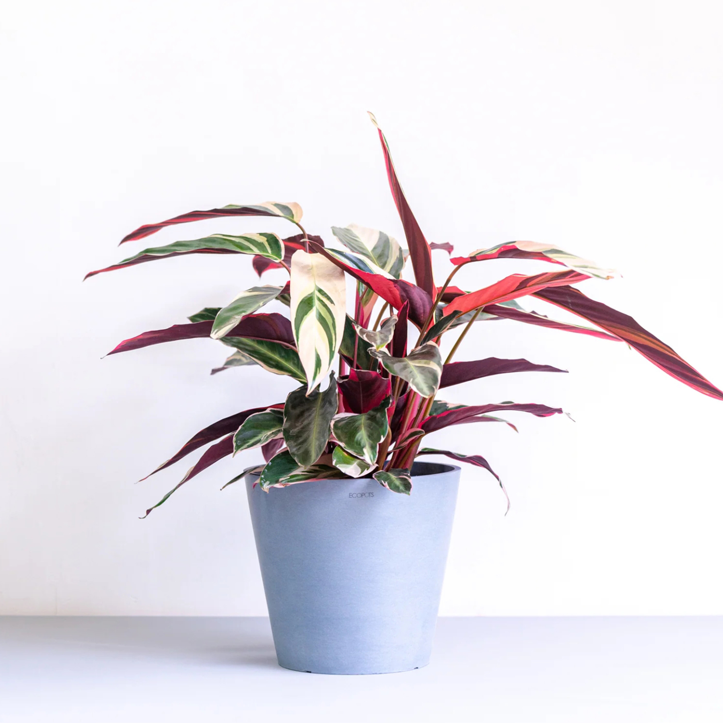 ストロマンテ・トリオスター