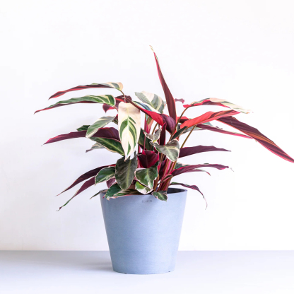 ストロマンテ・トリオスター