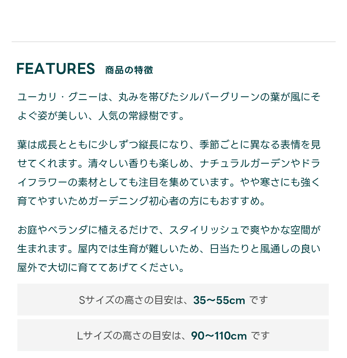 FEATURES商品の特徴 ユーカリ・グニーは、丸みを帯びたシルバーグリーンの葉が風にそよぐ姿が美しい、人気の常緑樹です。  葉は成長とともに少しずつ縦長になり、季節ごとに異なる表情を見せてくれます。清々しい香りも楽しめ、ナチュラルガーデンやドライフラワーの素材としても注目を集めています。やや寒さにも強く、育てやすいためガーデニング初心者の方にもおすすめ。  お庭やベランダに植えるだけで、スタイリッシュで爽やかな空間が生まれます。屋内では生育が難しいため、日当たりと風通しの良い屋外で大切に育ててあげてください。  Sサイズの高さの目安は、 50〜70cm です Mサイズの高さの目安は、90~110cm です