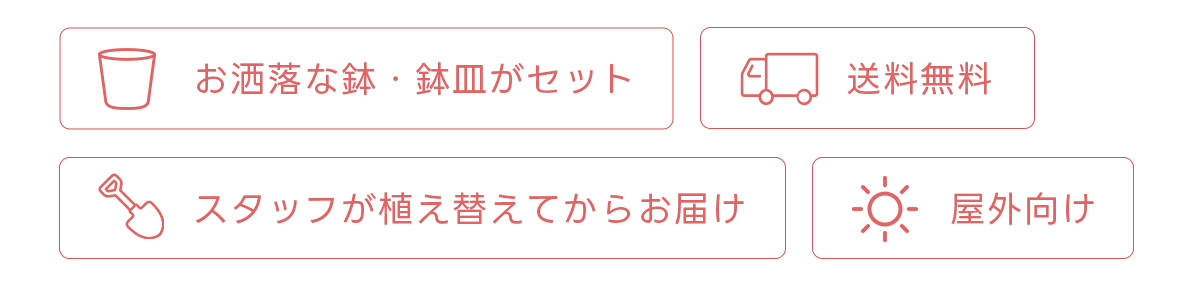 お洒落な鉢・鉢皿がセット 送料無料 スタッフが植え替えてからお届け 屋外向け