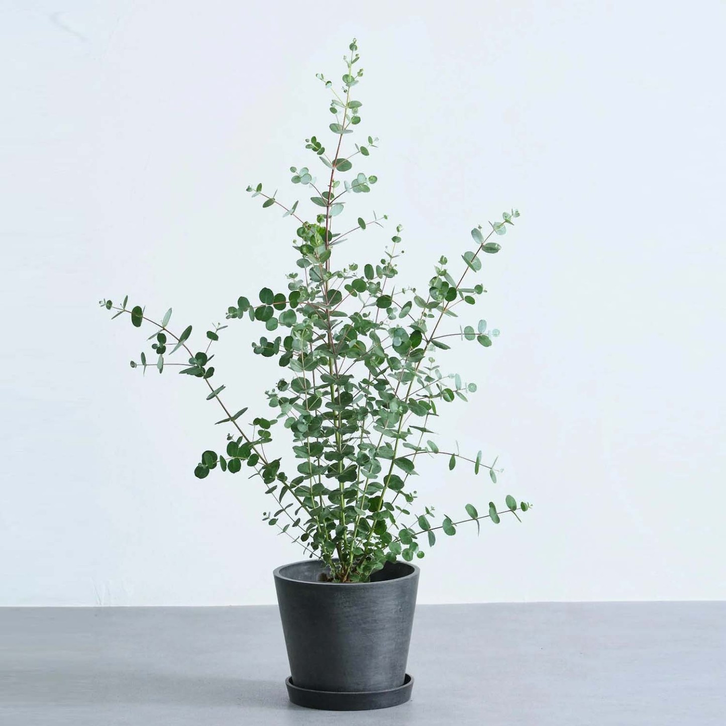 ユーカリ・グニー