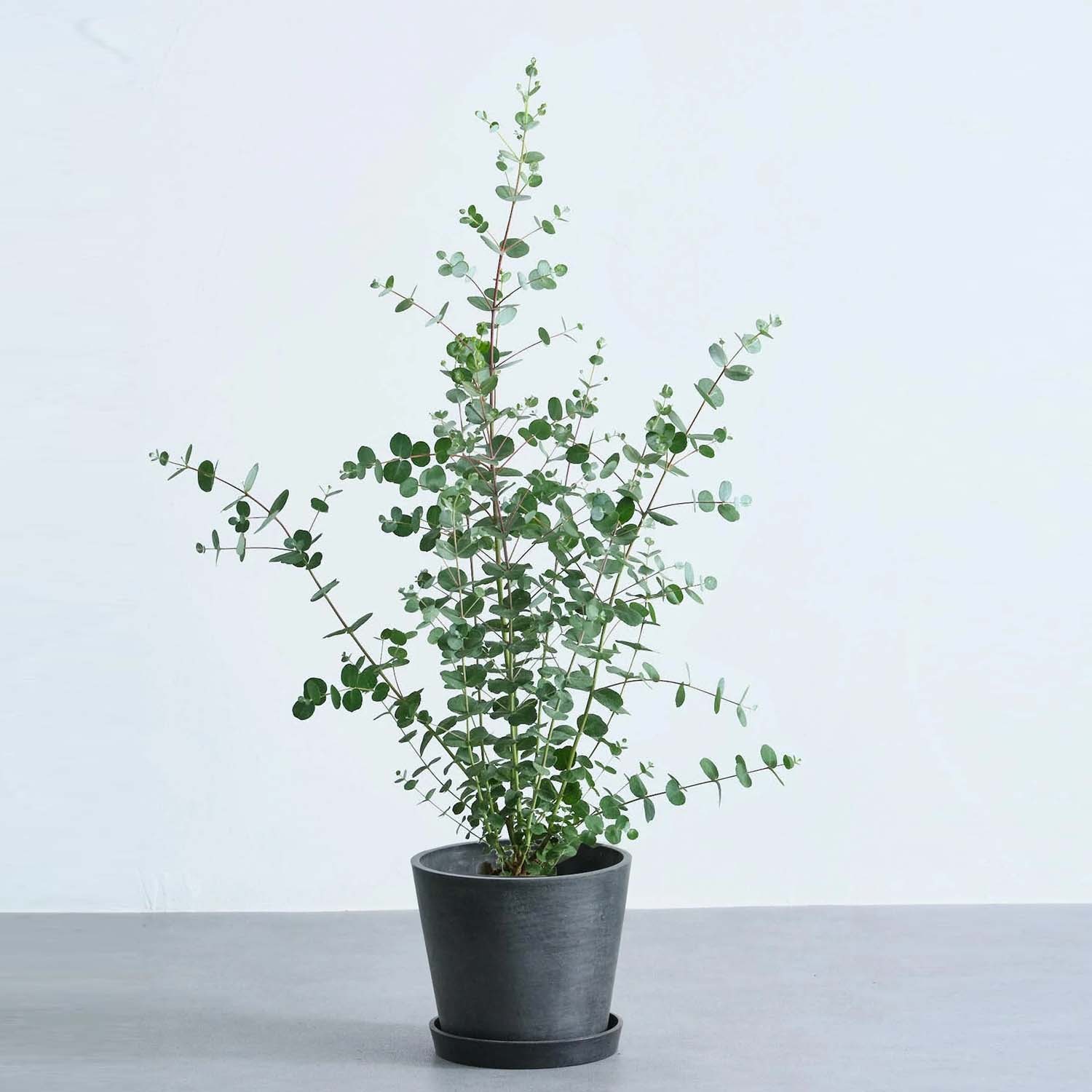 ユーカリ・グニー