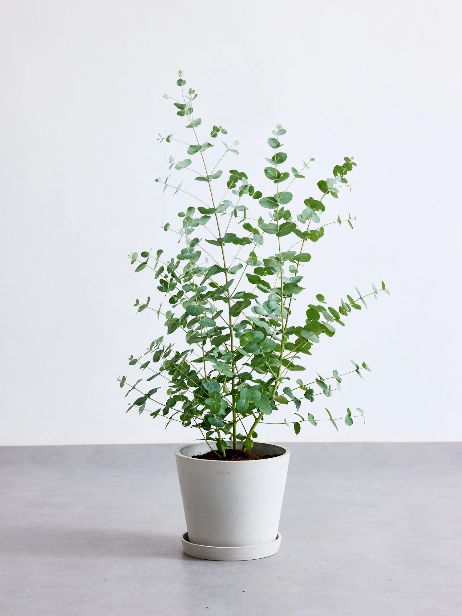 ユーカリ・グニー