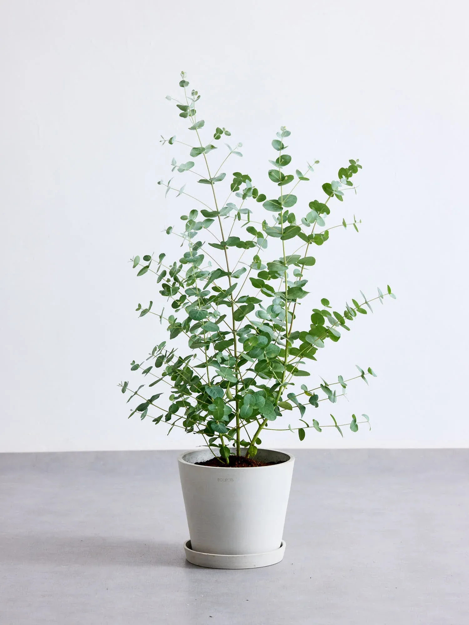 ユーカリ・グニー