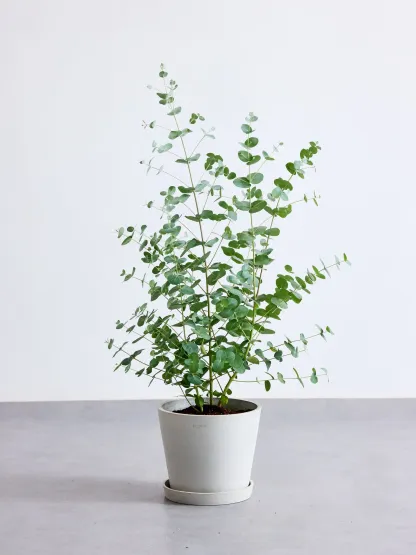 ユーカリ・グニー