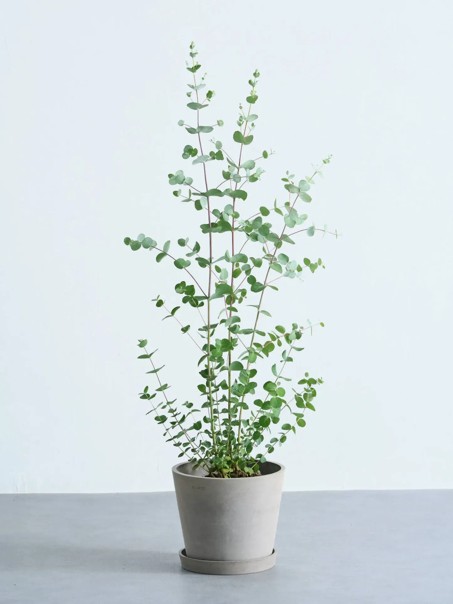 ユーカリ・グニー