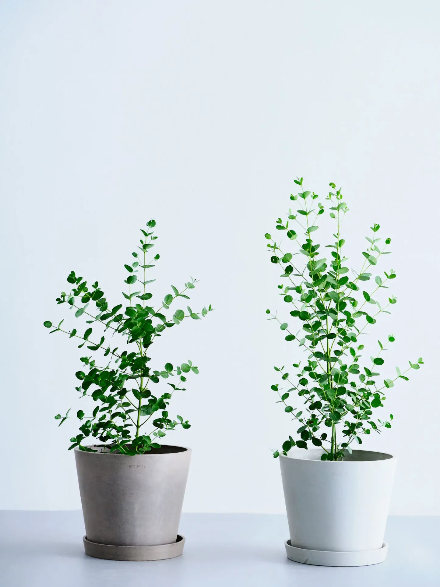 ユーカリ・グニー