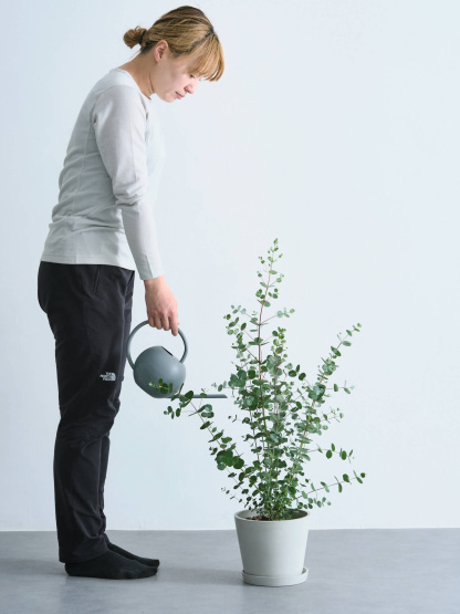 ユーカリ・グニー