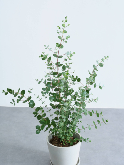 ユーカリ・グニー