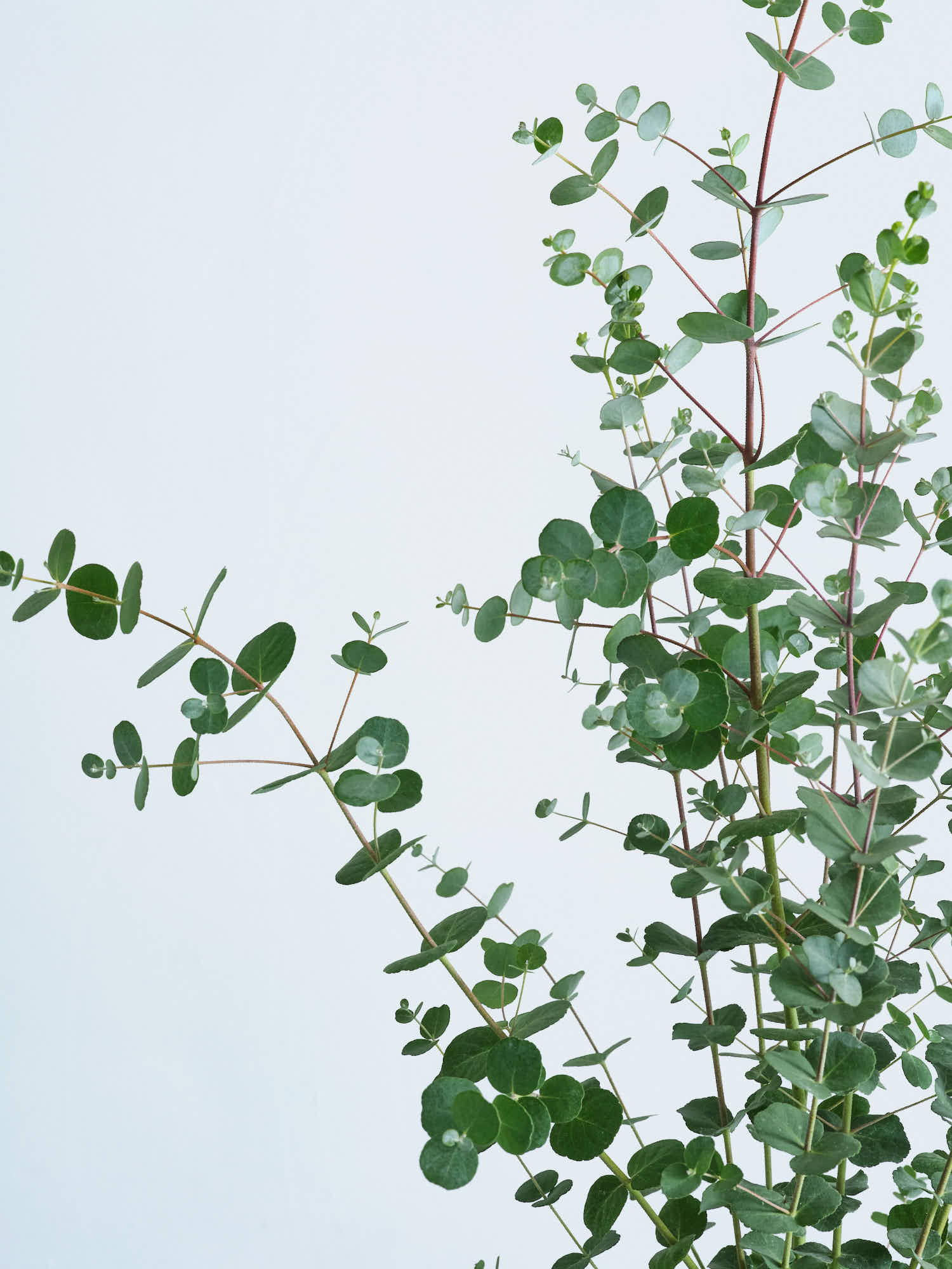 ユーカリ・グニー