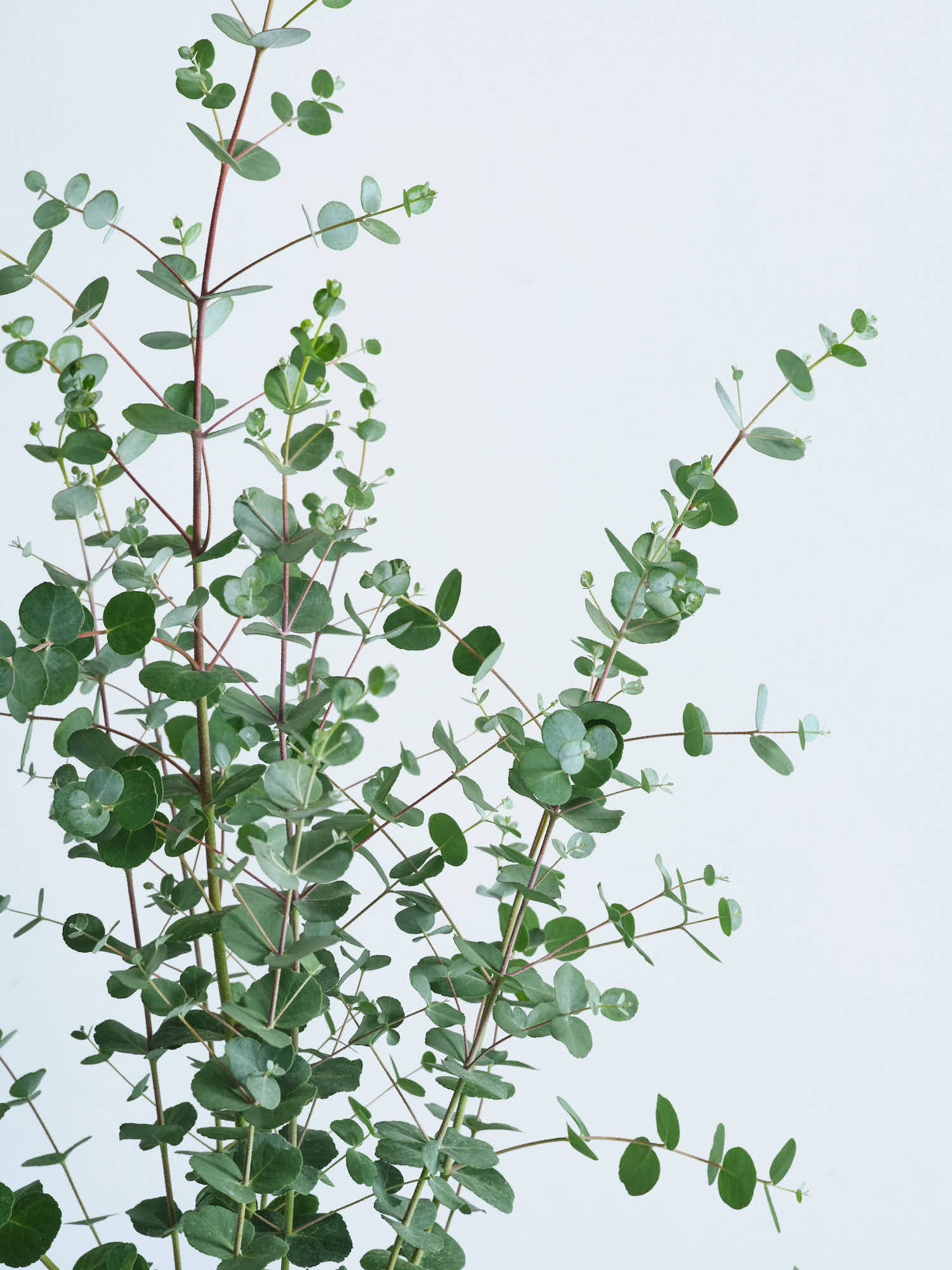 ユーカリ・グニー