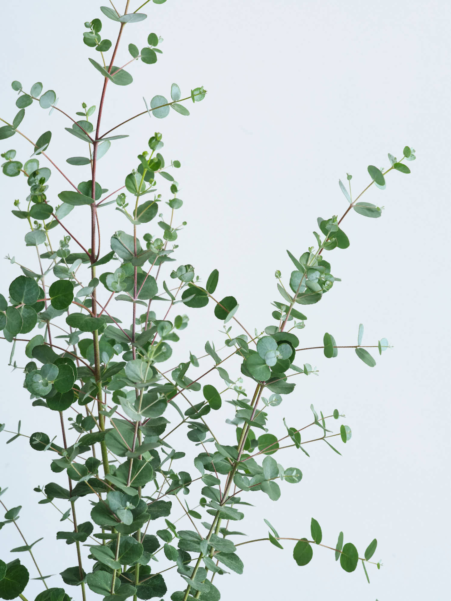 ユーカリ・グニー