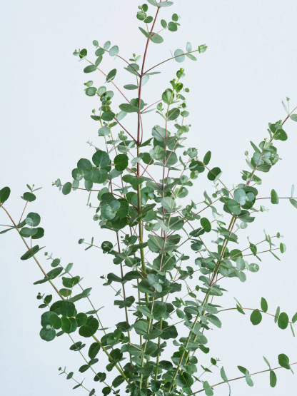 ユーカリ・グニー