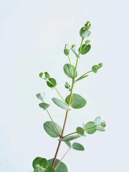 ユーカリ・グニー