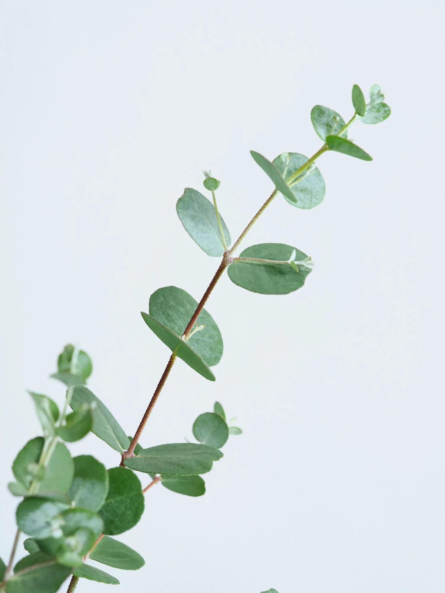 ユーカリ・グニー