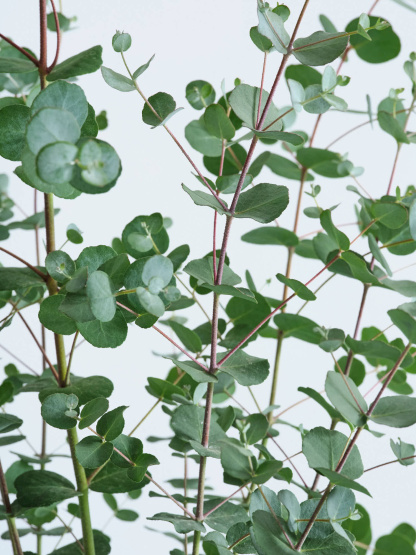 ユーカリ・グニー