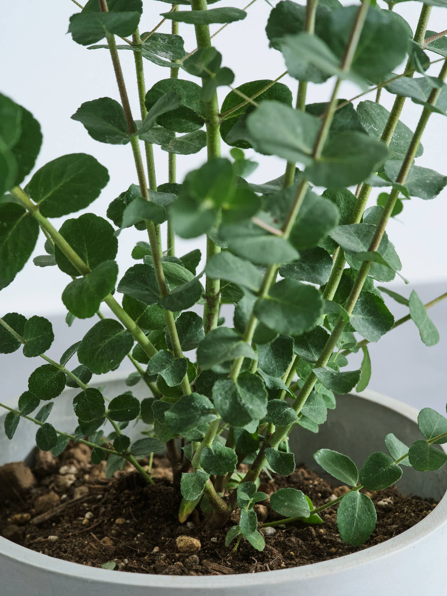 ユーカリ・グニー