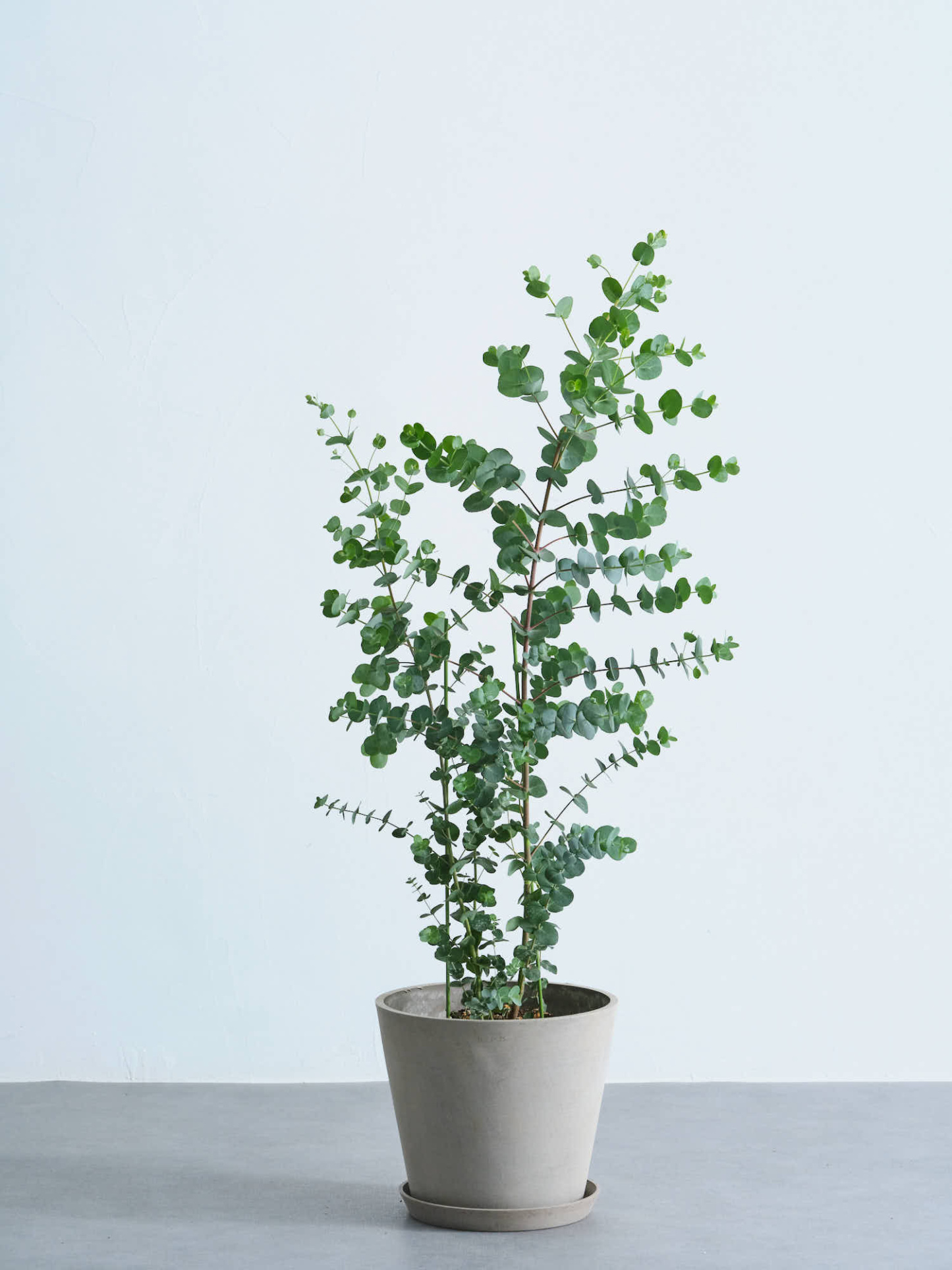 ユーカリ・グニー