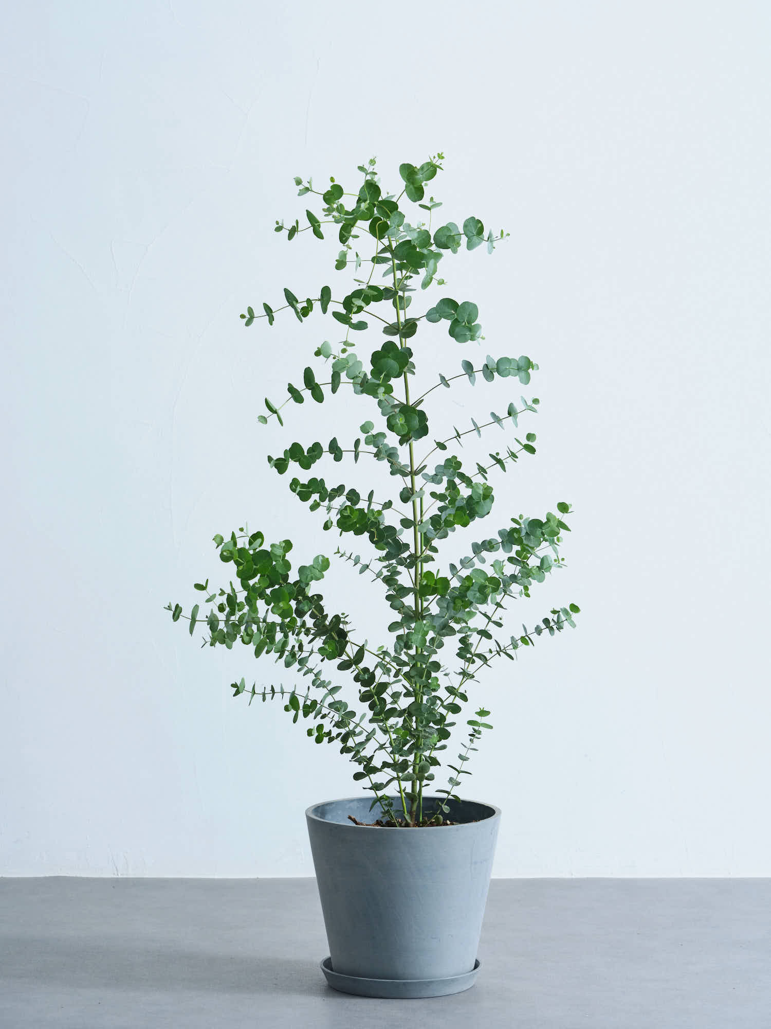 ユーカリ・グニー