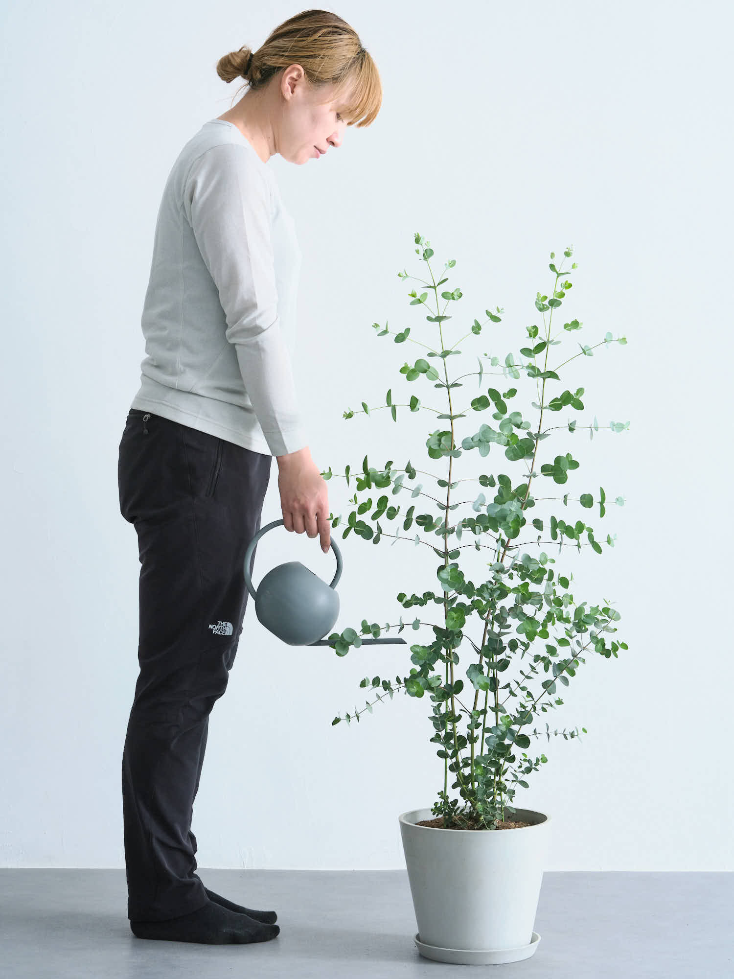 ユーカリ・グニー