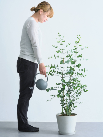 ユーカリ・グニー