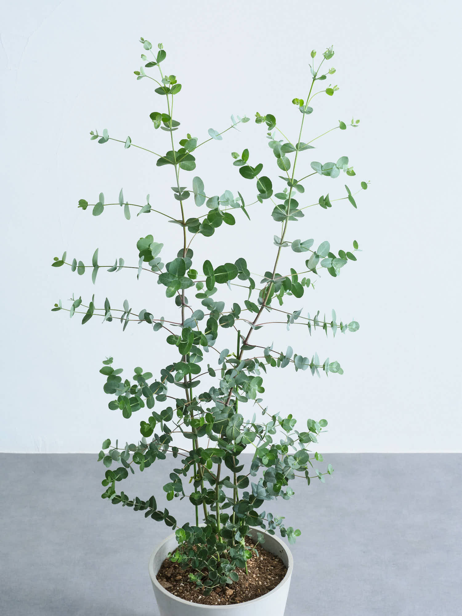 ユーカリ・グニー