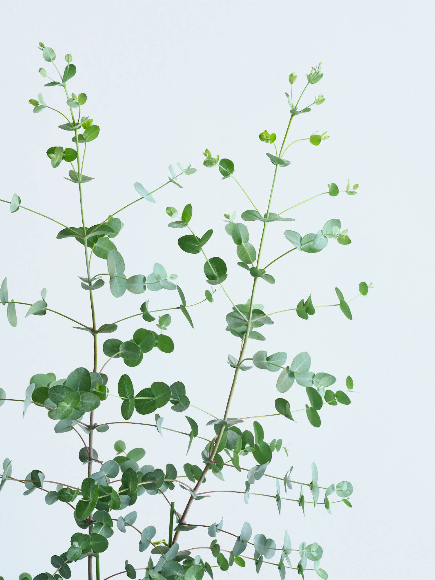 ユーカリ・グニー