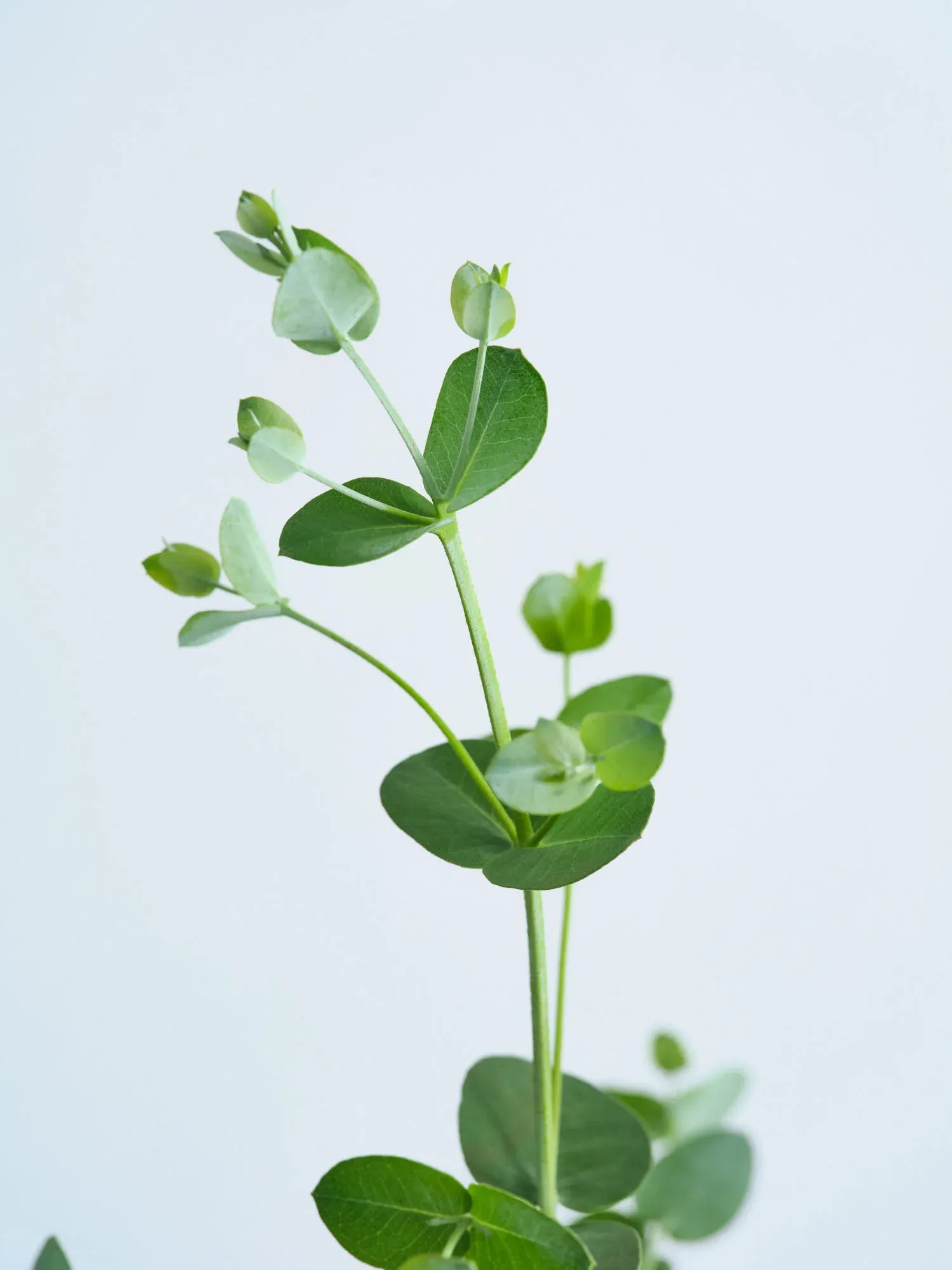 ユーカリ・グニー